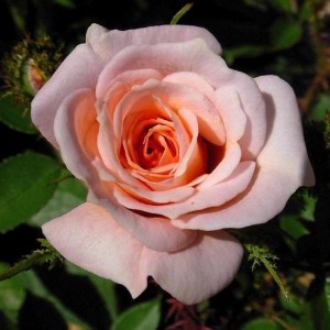 MOOD MUSIC (miniature)